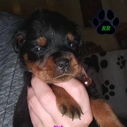 Pink - Black and mahogany female Rottweiler puppy in Tangent, Oregon from Raya's Royals