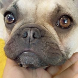 French Bulldogs from Savage Frenchies Ut