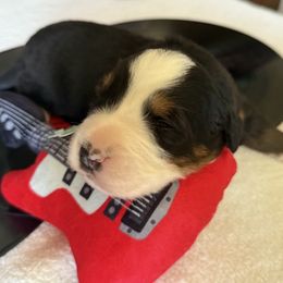 Bernese Mountain Dog Puppies from Country Feels Ranch
