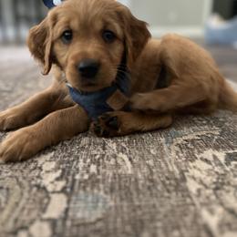 Golden Retriever Puppies from Golden Wiggle Retrievers