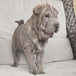 Tea t - Lilac dilute female Chinese Shar-Pei puppy in Bakersfield, California from Cashmerewrinkles