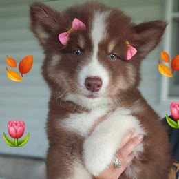 Lime green collar - Red and white female Siberian Husky puppy in Terre Haute, Indiana from April's Huskies