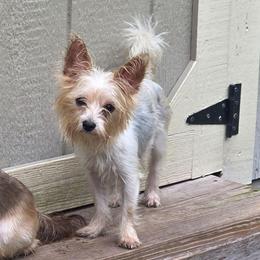 Peaches - Yorkshire Terrier