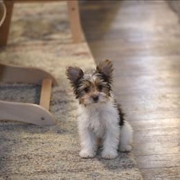Ollie - Chocolate, tan and white male Yorkshire Terrier puppy in Petersburg, Virginia from Louie yorkie crustables
