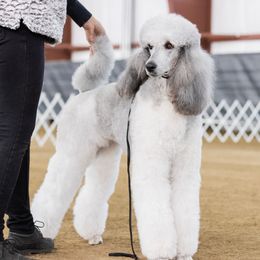 Rose - Poodle