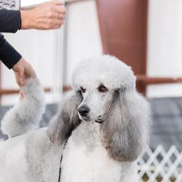 Rose - Poodle