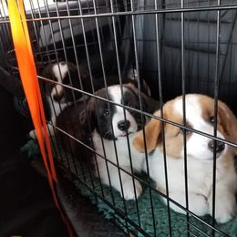Cardigan Welsh Corgi Puppies from Hurrikane Cardigans