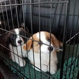 Cardigan Welsh Corgi Puppies from Hurrikane Cardigans