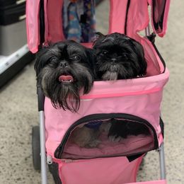 Stella - Shih Tzu
