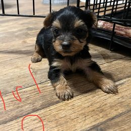 Yorkshire Terriers from Jessica's Yorkies