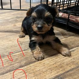 Yorkshire Terriers from Jessica's Yorkies
