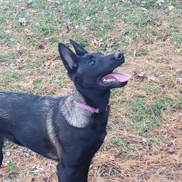 Belgian Malinois puppies from Havoc House