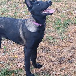 Belgian Malinois puppies from Havoc House