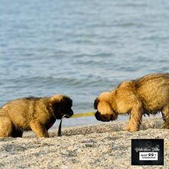 Leonberger Puppies from Bigfoot Leonberger Ranch