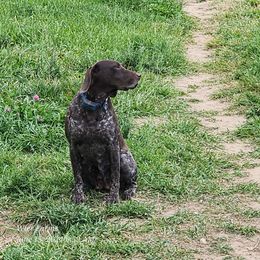 Potato - German Shorthaired Pointer