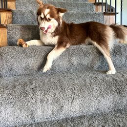 Nita - Pomsky