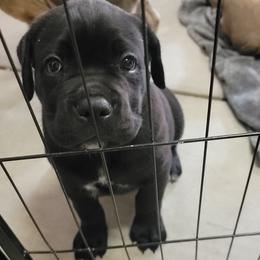 Cane Corso Puppies from PNW Cane Corsos
