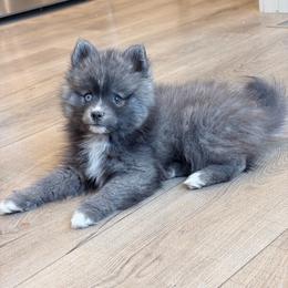 Jaxon - Silver and white male Pomsky puppy in Tonasket, Washington from Washington Pomskies