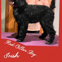 Boy 3 - Black Poodle puppy in Michigan from Croton Pines Standard Poodles LLC