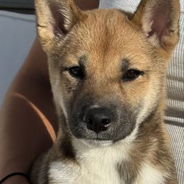 Nala - Red female Shiba Inu puppy in Elizabeth, New Jersey from Shiba Inu Loving Care