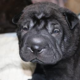 Chinese Shar-Pei Puppies from Princess Buttercup pups