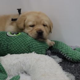 Labrador Retriever Puppies from Ashland Labradors