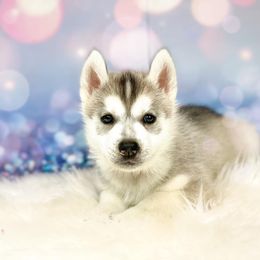 Siberian Husky Puppies from JST Siberians