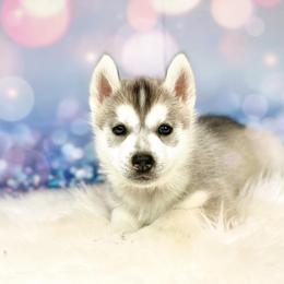 Siberian Husky Puppies from JST Siberians