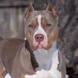 Piguet (Piggy) - American Bully