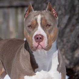 Piguet (Piggy) - American Bully