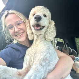 ropyr - Aussiedoodle