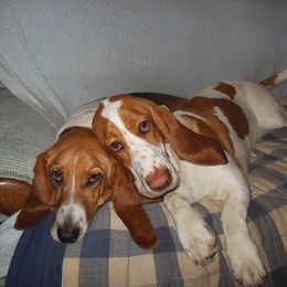 Basset Hounds and Rottweilers from R.F. Dog Training