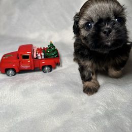 Dexter - Sable male Shih Tzu puppy in California from Fairy Tails Shih Tzus CA