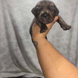 Girl 5 - Gray female Cane Corso puppy in Forney, Texas from Dallas Lonestar Bullies