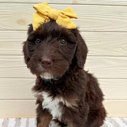 Rosie - Chocolate female Australian Labradoodle puppy in Harrisonville, Missouri from Blessed Day Doodles
