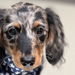 Dachshunds and English Springer Spaniels from McCollough's Pawsome Spaniels and Danny's Delightful Dachshunds