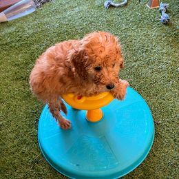 Goldendoodle Puppies from Ming’s Dynasty Doodles