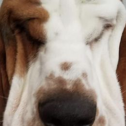 Basset Hounds from Yankee Bassets