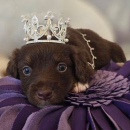 Audrey - Brown female Double Doodle puppy in Prescott Valley, Arizona from Ramirez Family Doodles