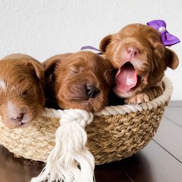 Cavapoo and Goldendoodle Puppies from Space Coast Doodle Co.