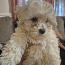 Galaxi - White female Shihpoo puppy in Pacolet, South Carolina from Kelli's Pups