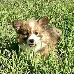Pembroke Welsh Corgi Puppies from Nielsen's Straight Arrow Corgis