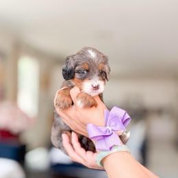 Amelia - Merle female Bernedoodle puppy in Ontario, California from Teddy Doodles & Standard Poodles