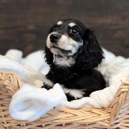 Peach - Black and cream female Dachshund puppy in Dothan, Alabama from Little House Pups