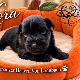 Kora AKC - Black female Miniature Schnauzer puppy in Pelzer, South Carolina from Schnauzer Heaven Von Longbach