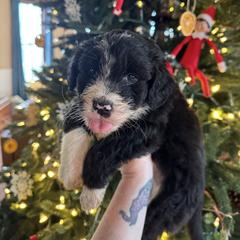 Falcon - White and black male Bordoodle puppy in Winnsboro, Texas from Pecan Grove Pups