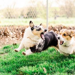 American Corgis and Pembroke Welsh Corgis from Turnbull Corgis