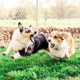American Corgis and Pembroke Welsh Corgis from Turnbull Corgis