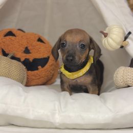Rosie - Red female Dachshund puppy in Phoenix, Arizona from Lengthydog.co