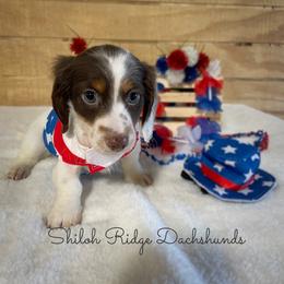Dachshund Puppies from Shiloh Ridge Dachshunds